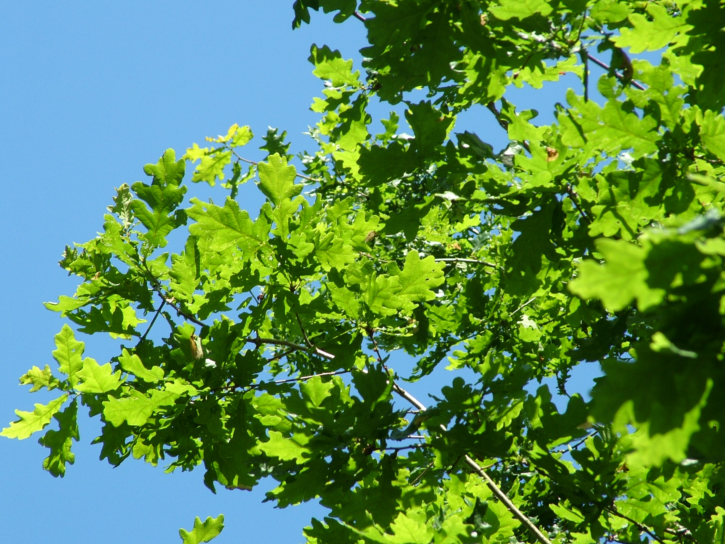 Intuitive by nature