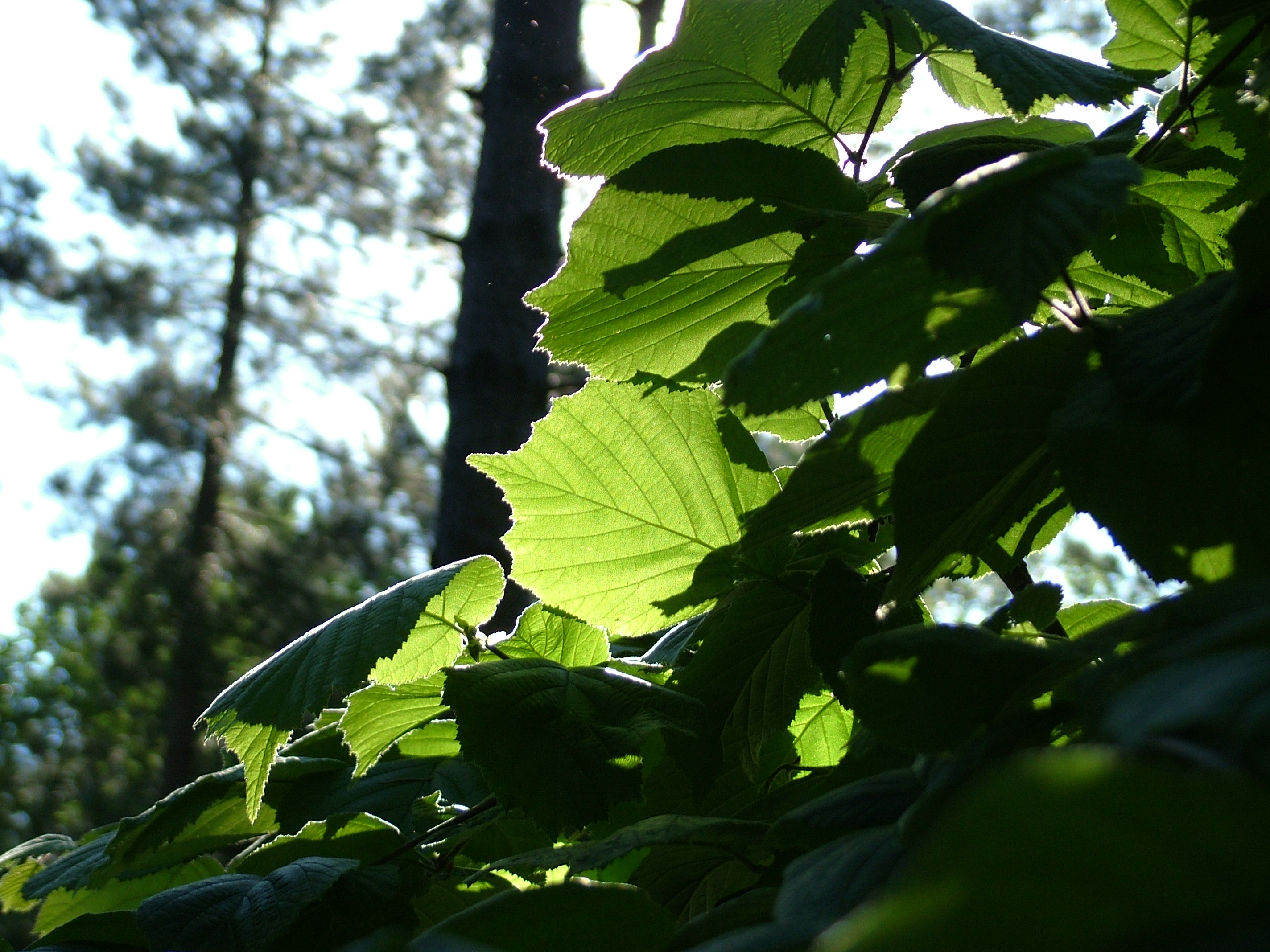 Green by design